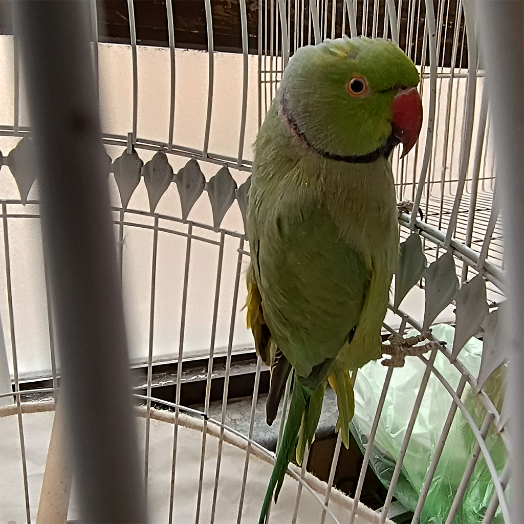 طوطی سبز