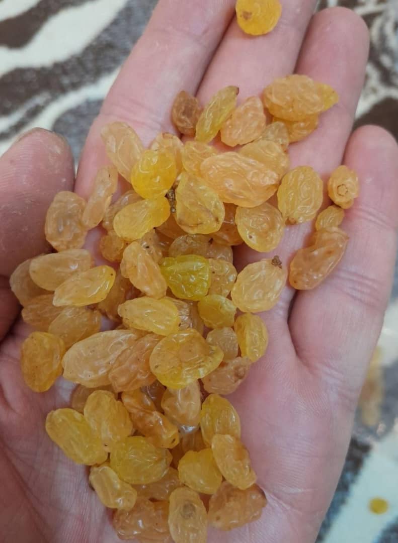 کشمش