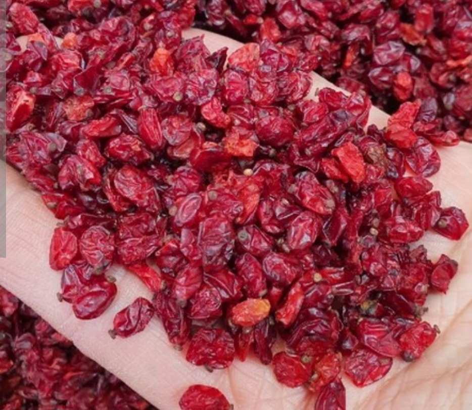 زرشک فرد علاء 