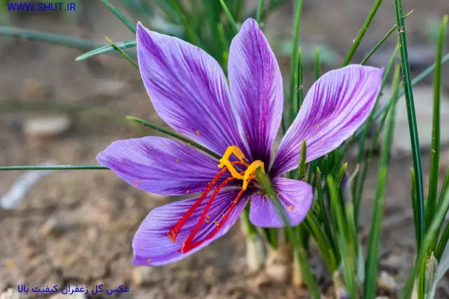 زعفران سوپر نگین اسفدن روستای قاین