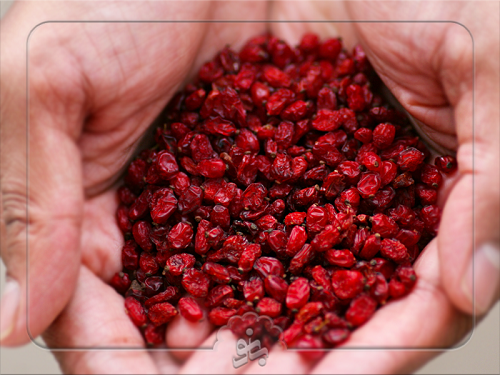 البرباريس الايرانية