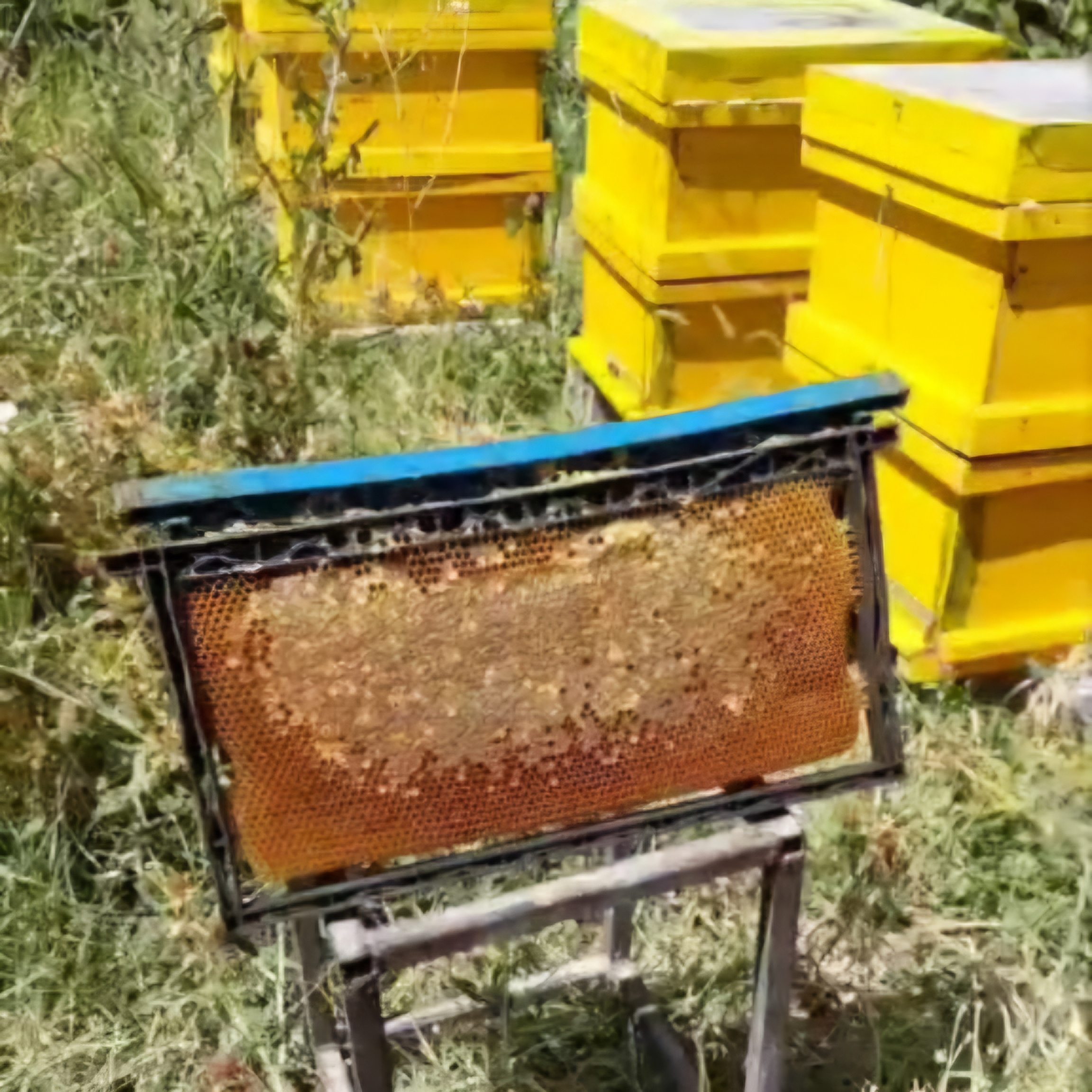 عسل طبیعی