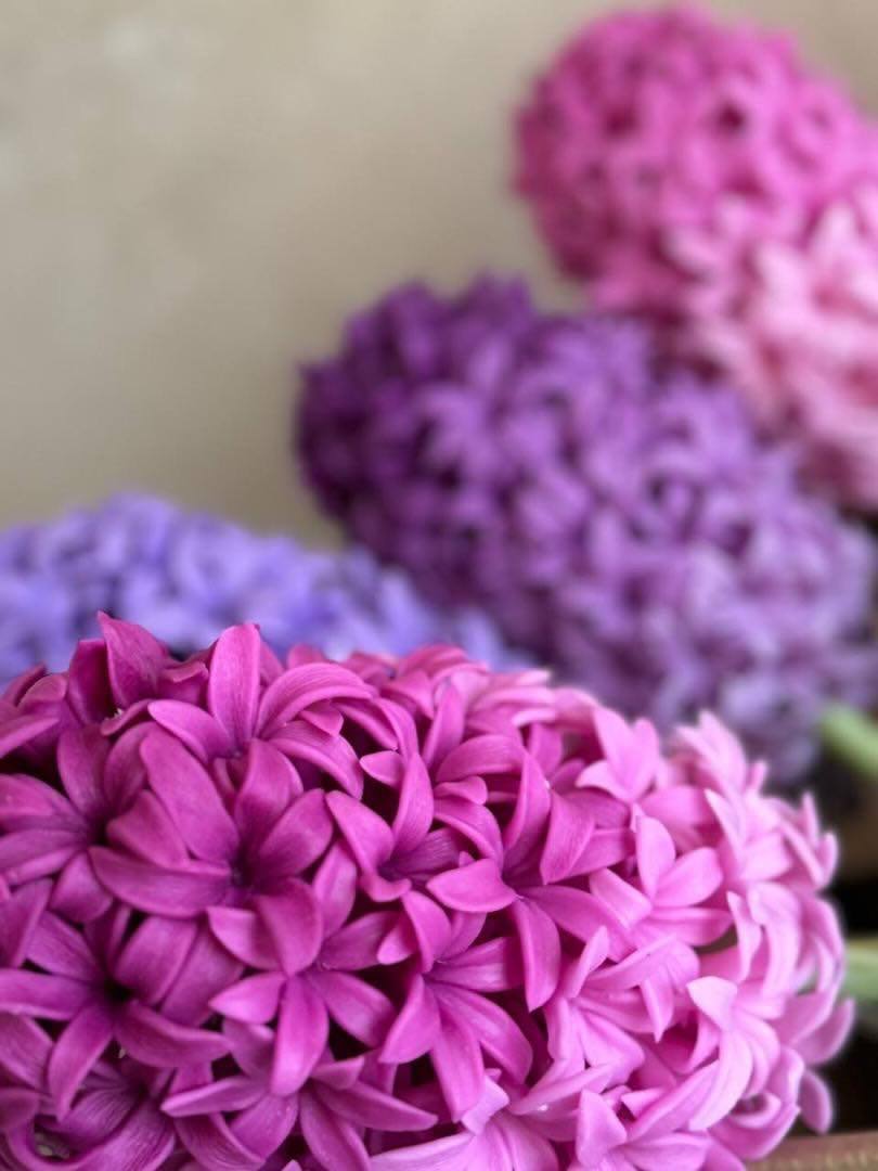 فروش کره پسته