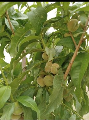 فروش زمین باغ ۴۰۰۰ متری در قزوین