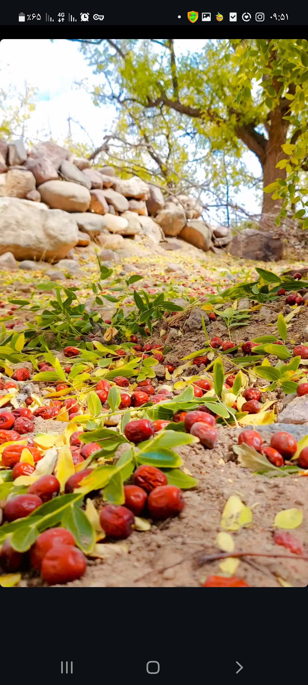 زرشک پفکی اعلا