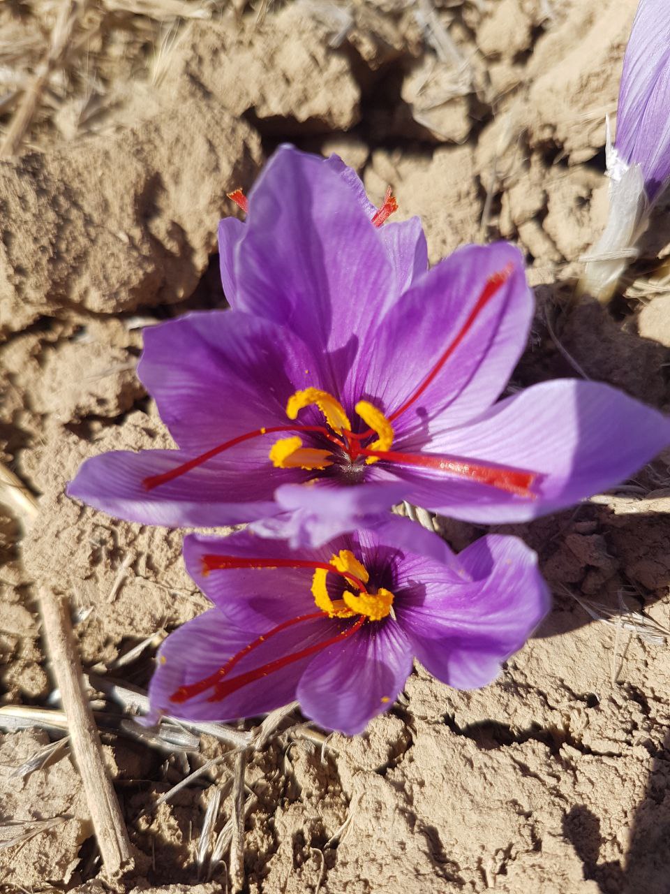  فروش طلای سرخ ایرانی