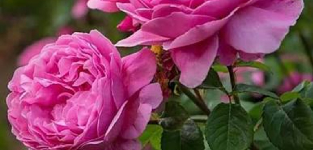 فروشگاه گیاهان دارویی  حاج احمد نوری