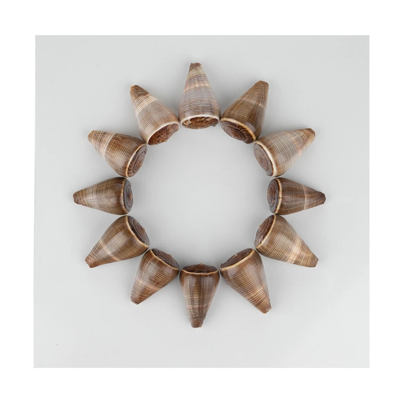 تابلو صدف طرح خورشید