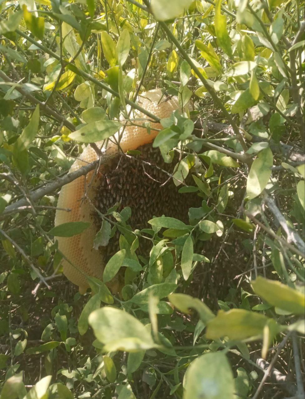 عسل طبیعی بندرلنگه و بندر خمیر