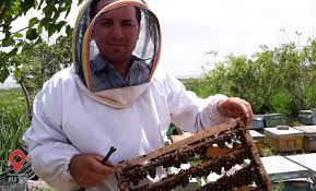 برنج عسل زعفران