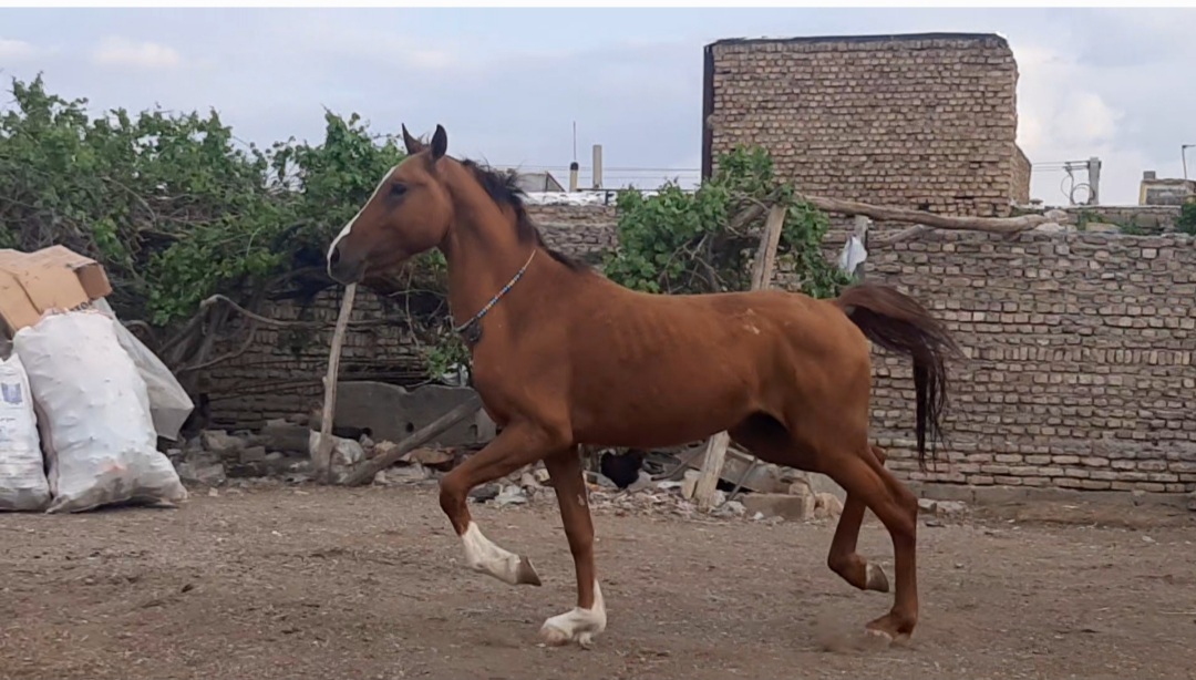  بيع حصان جميل ومميز جدا