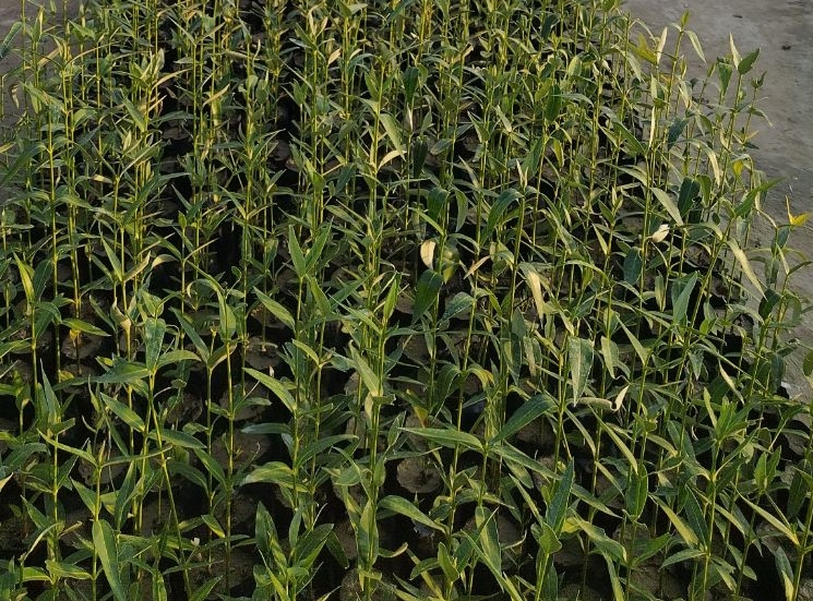 تولید و فروش نهال حرا 