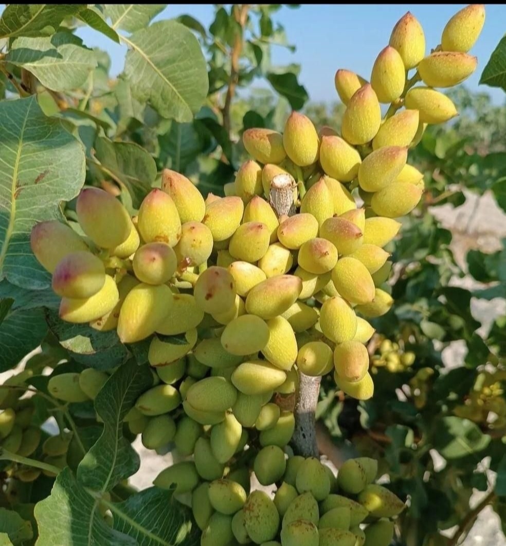 باغ پسته فاصله با حرم امام رضا نیم ساعت 