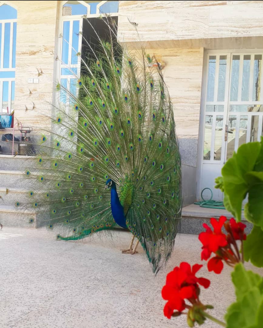 طاووس و قرقاول و کبک و اردک ماندارین