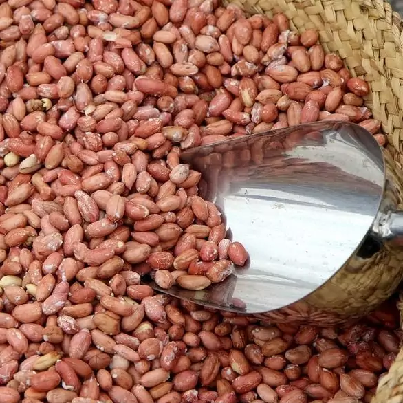 بادام زمینی آستانه اشرفیه