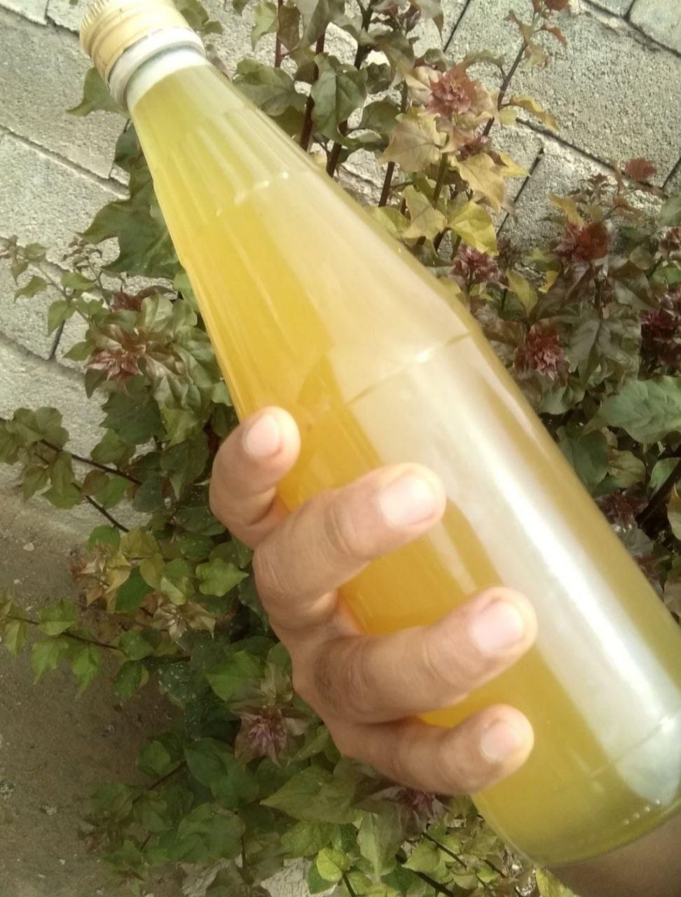 عسل طبیعی بندرلنگه و بندر خمیر