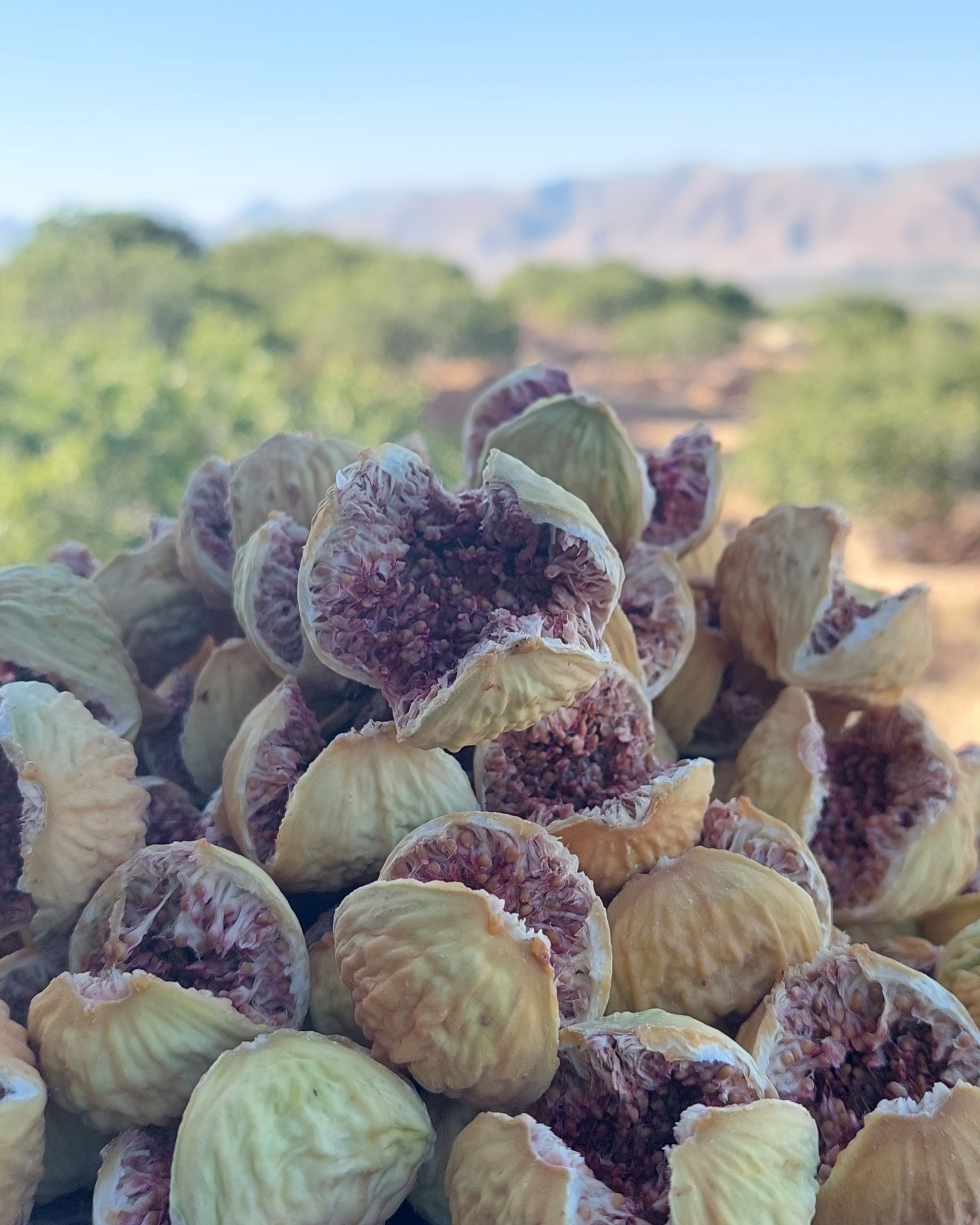 انجیر استهبان 