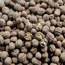 گردوی تازه 