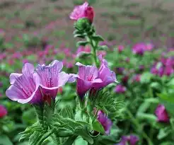 فروش گیاهان دارویی بابونه گل گاو زبان