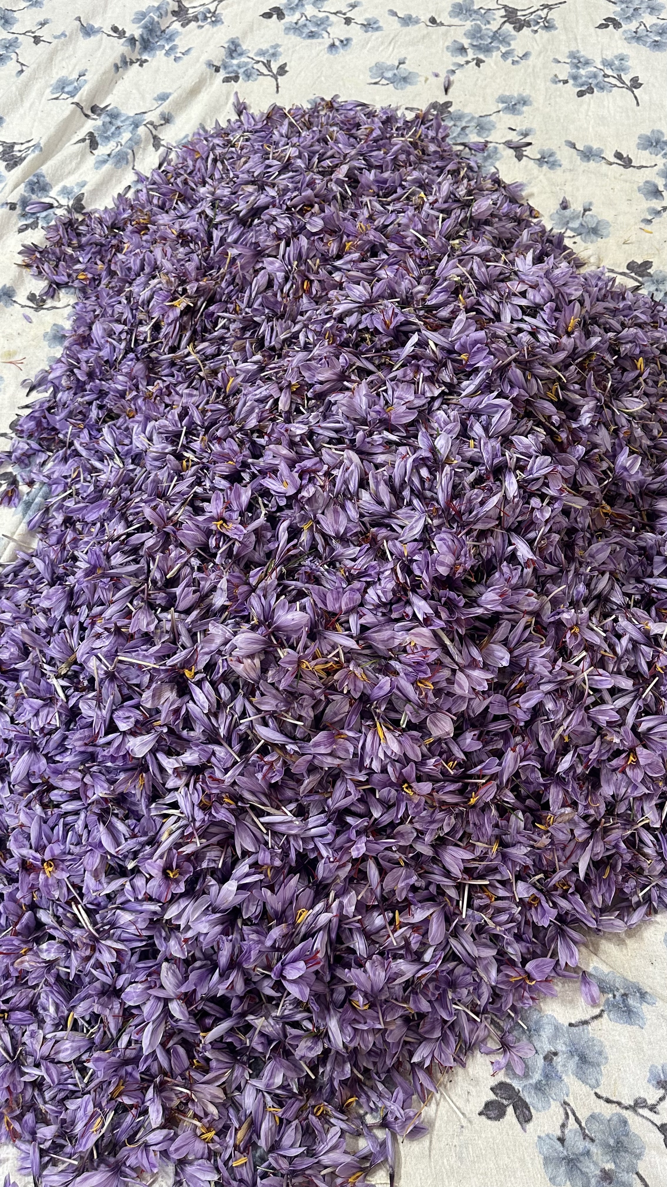 زعفران نگین اصل 