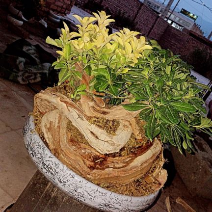 گل و گیاه لوکس