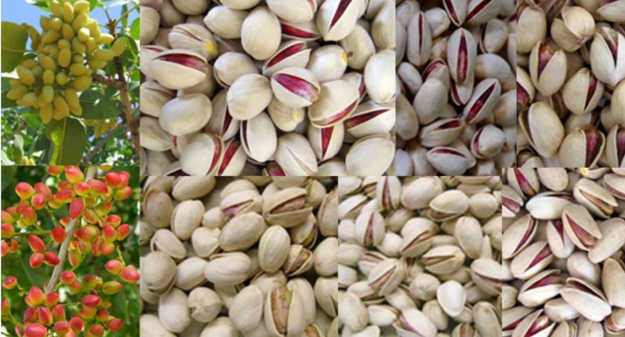 انجیر درجه یک استهبان