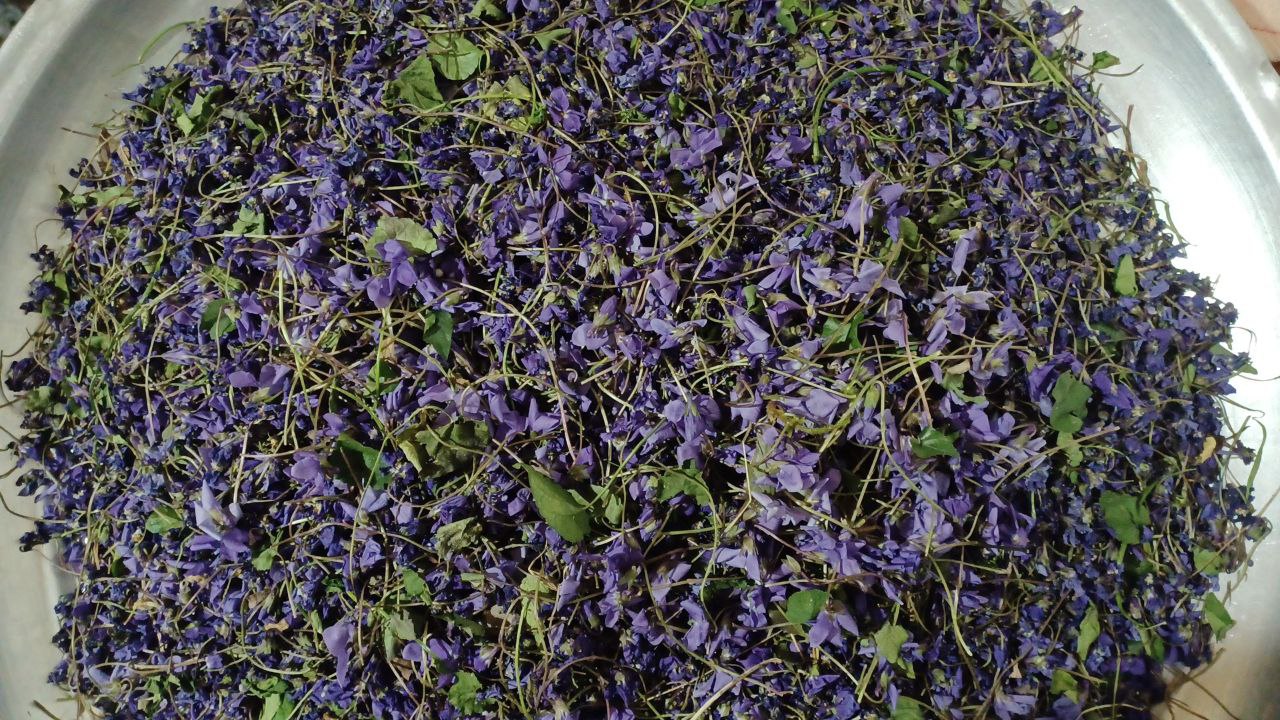دارو های گیاهی