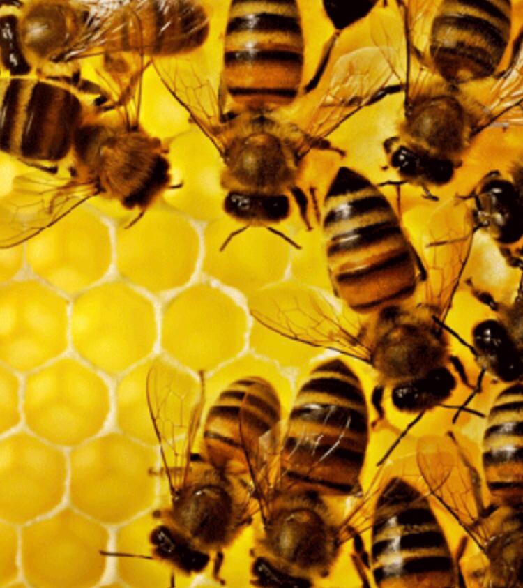 عسل صد در صد طبیعی 