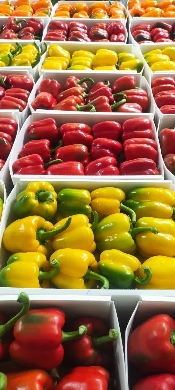 فروش محصولات گلخانه ای لوکس