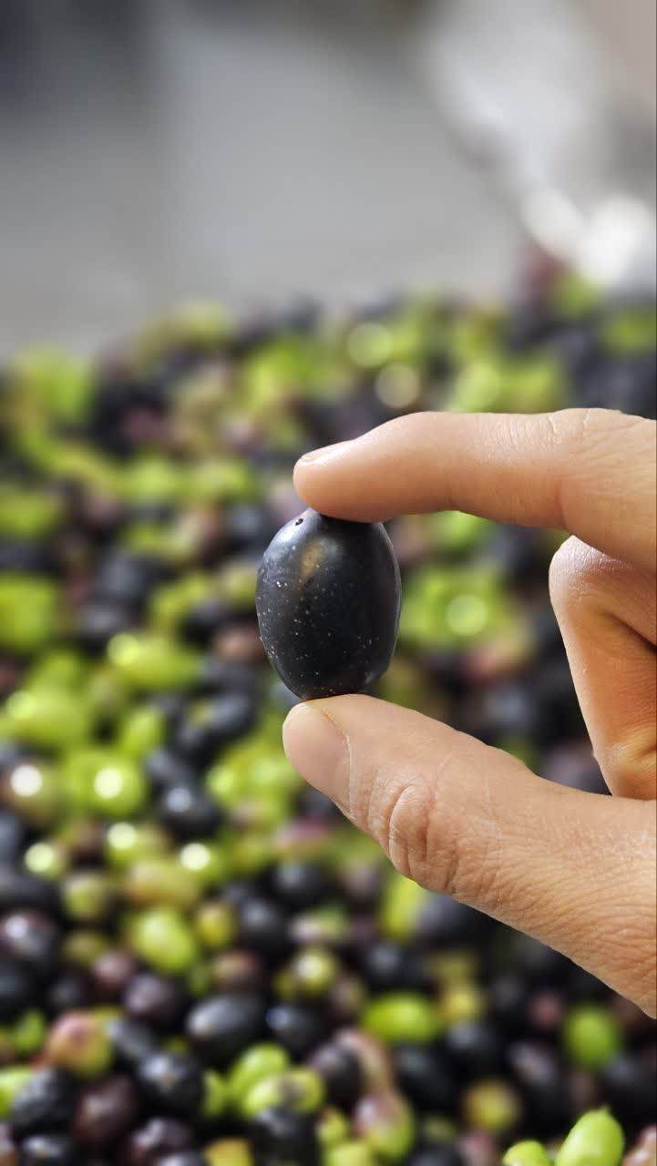 روغن زیتون اصل و خالص (تضمینی) 