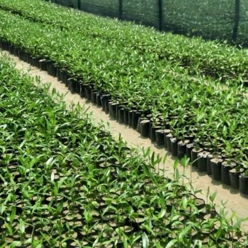 تولید و فروش نهال حرا 