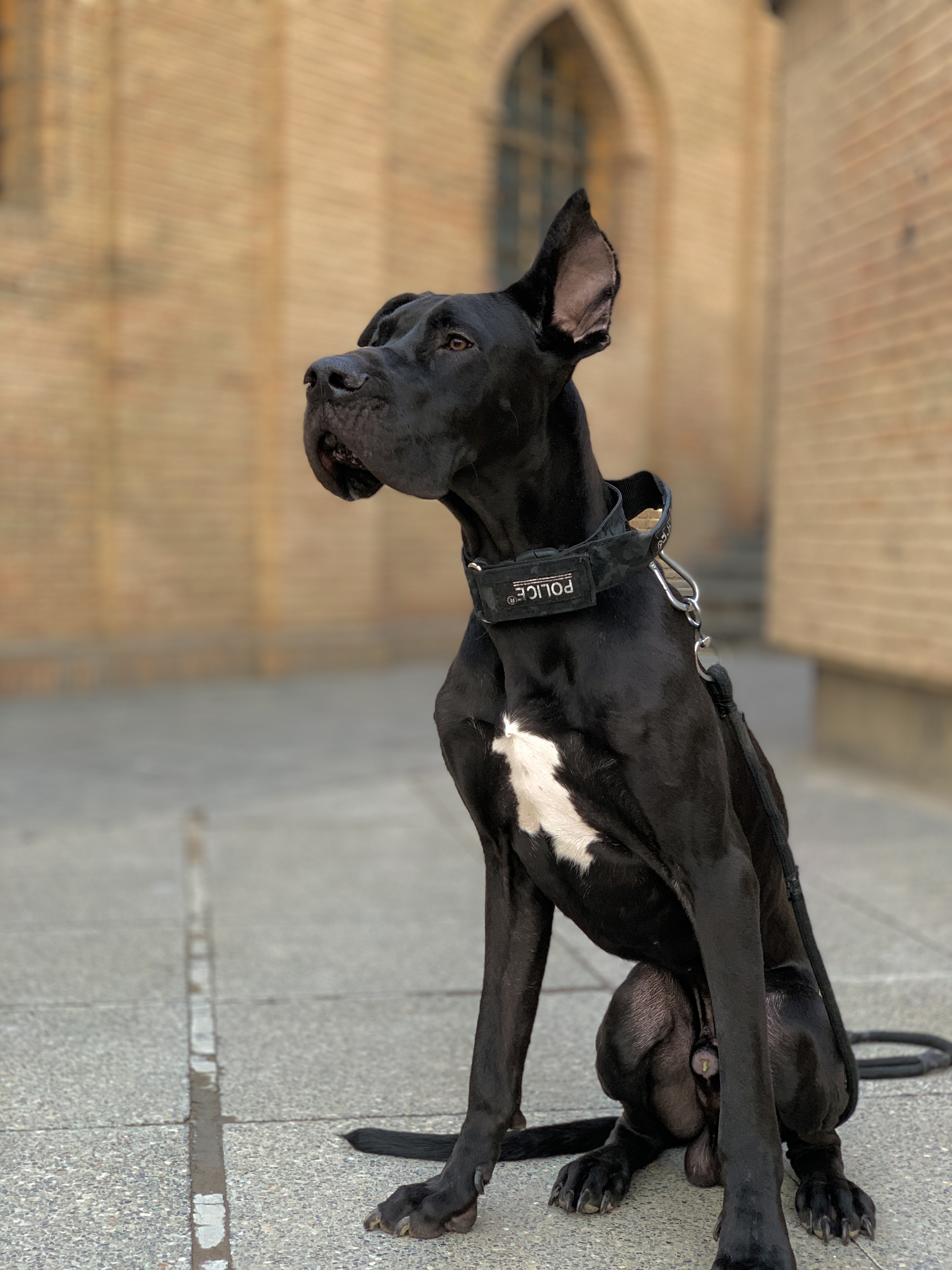 گریت دین dog