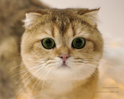 فروش حیوانات خانگی