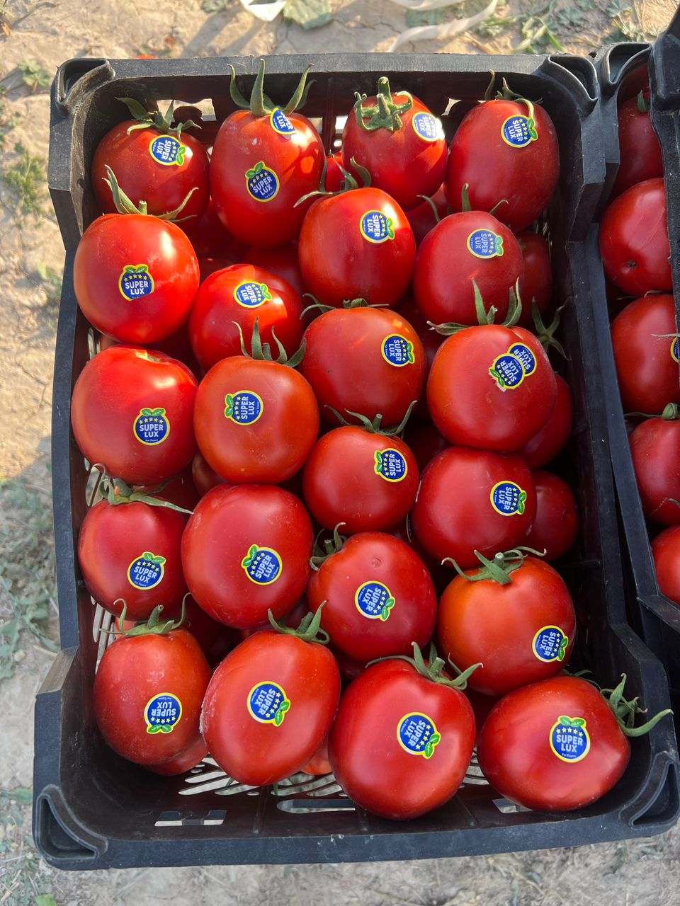 فروش گوجه فرنگی 