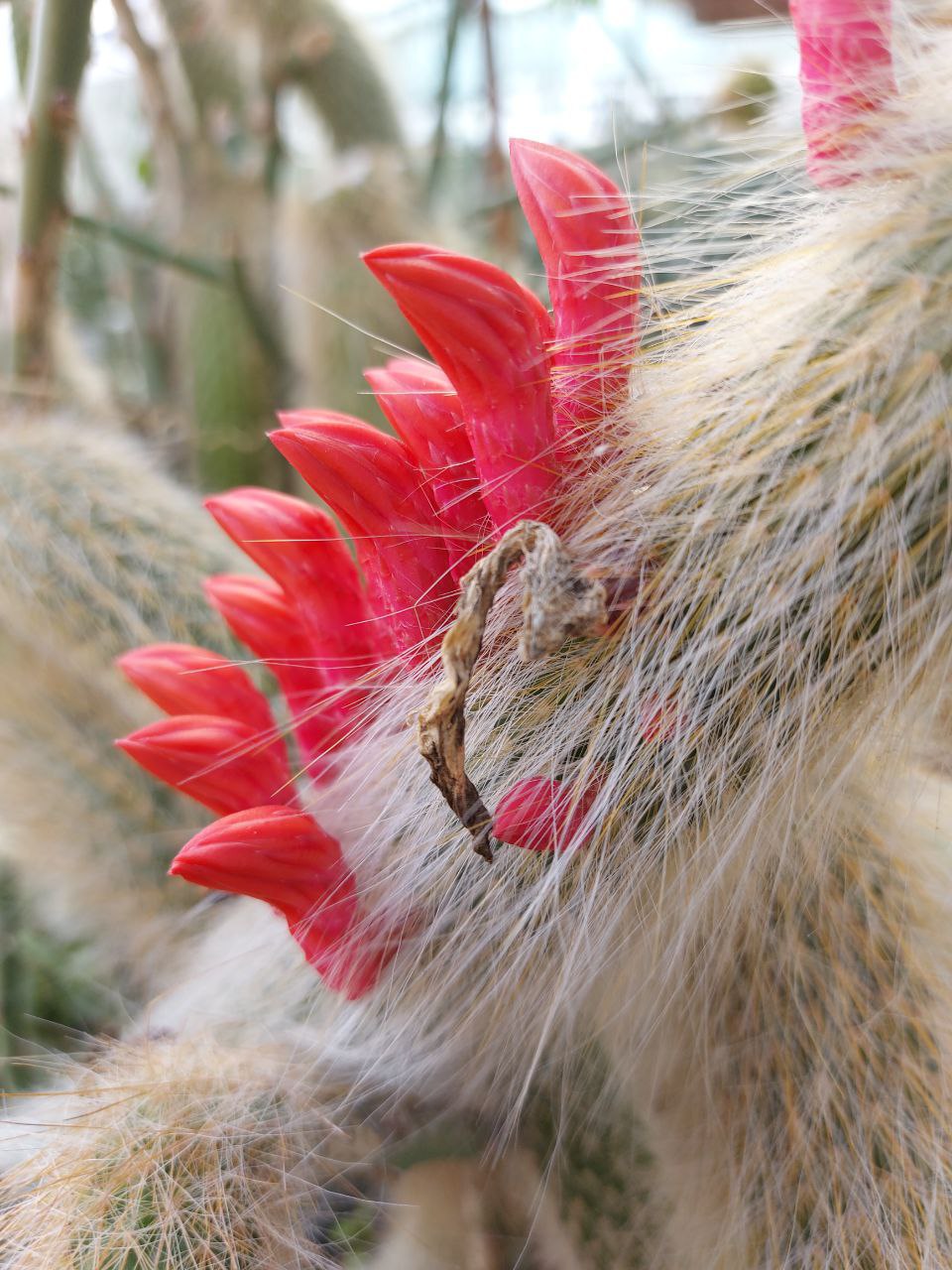 فروش کاکتوس کلکسیونی دم روباهی