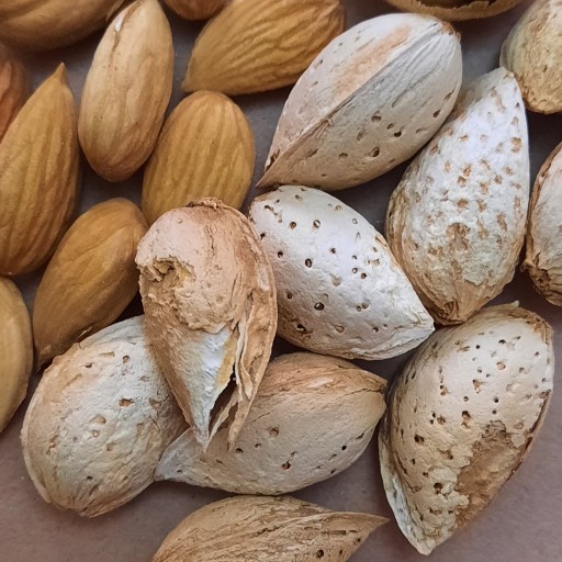 بادام درختی شیرین پوست کاغذی وسنگی