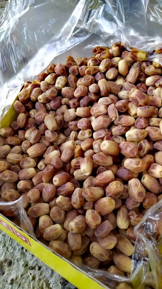خرمای زاهدی 
