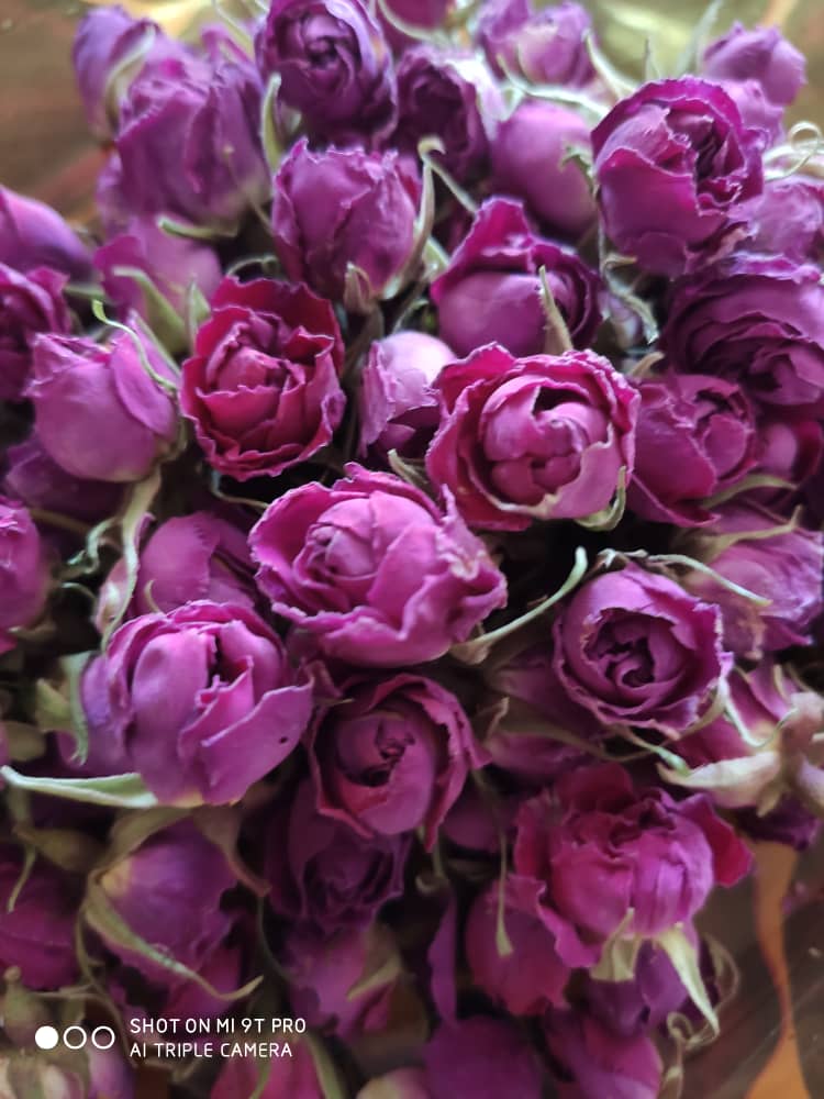 غنچه گل محمدی 