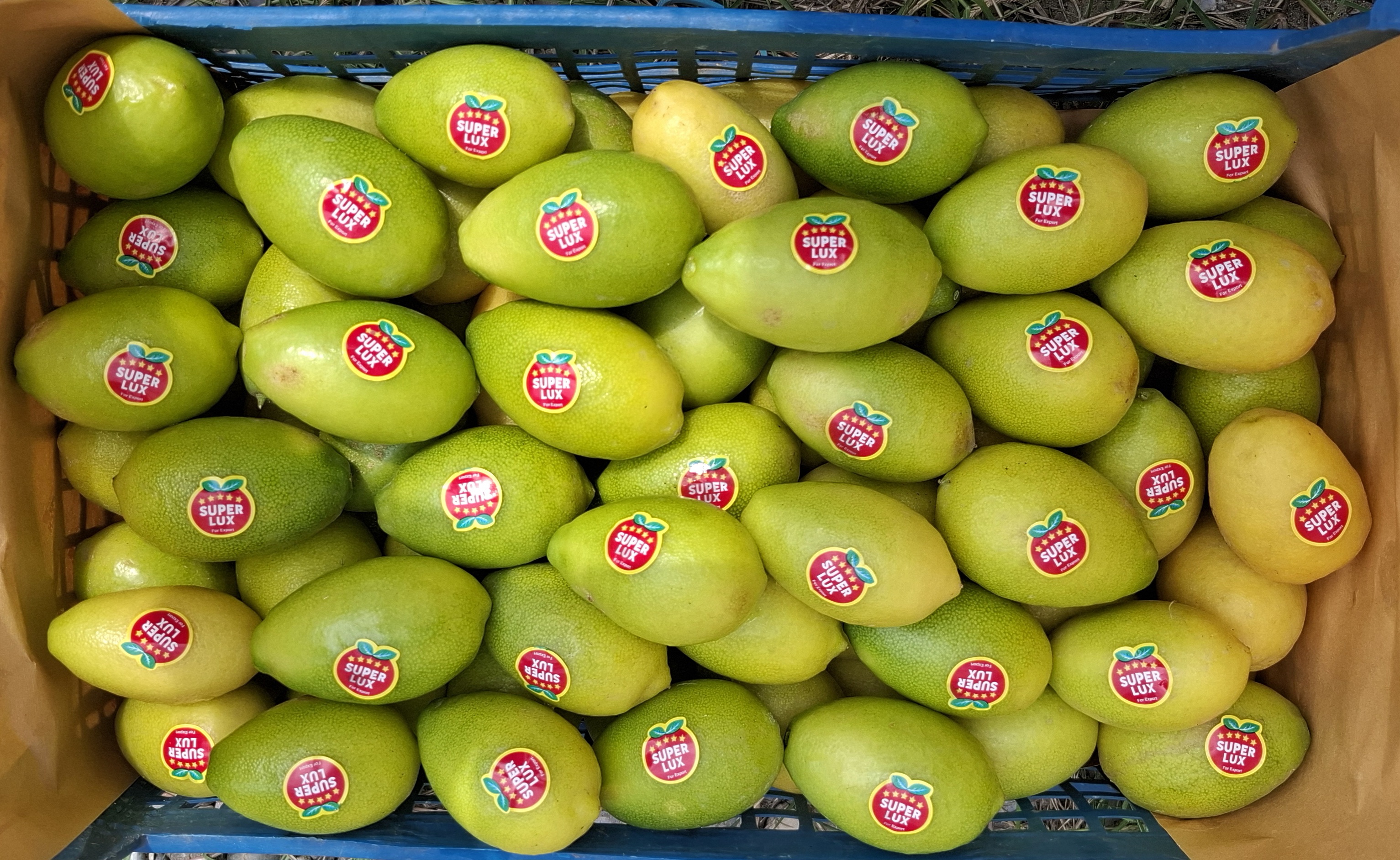 لیمو ترش لایم کوات  Lemon