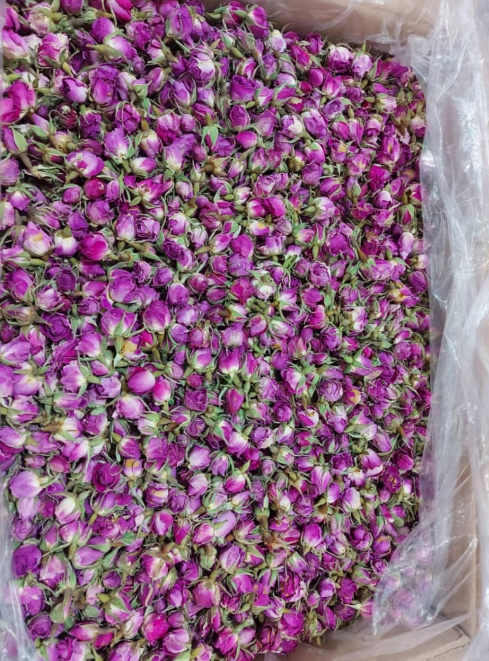 غنچه گل محمدی