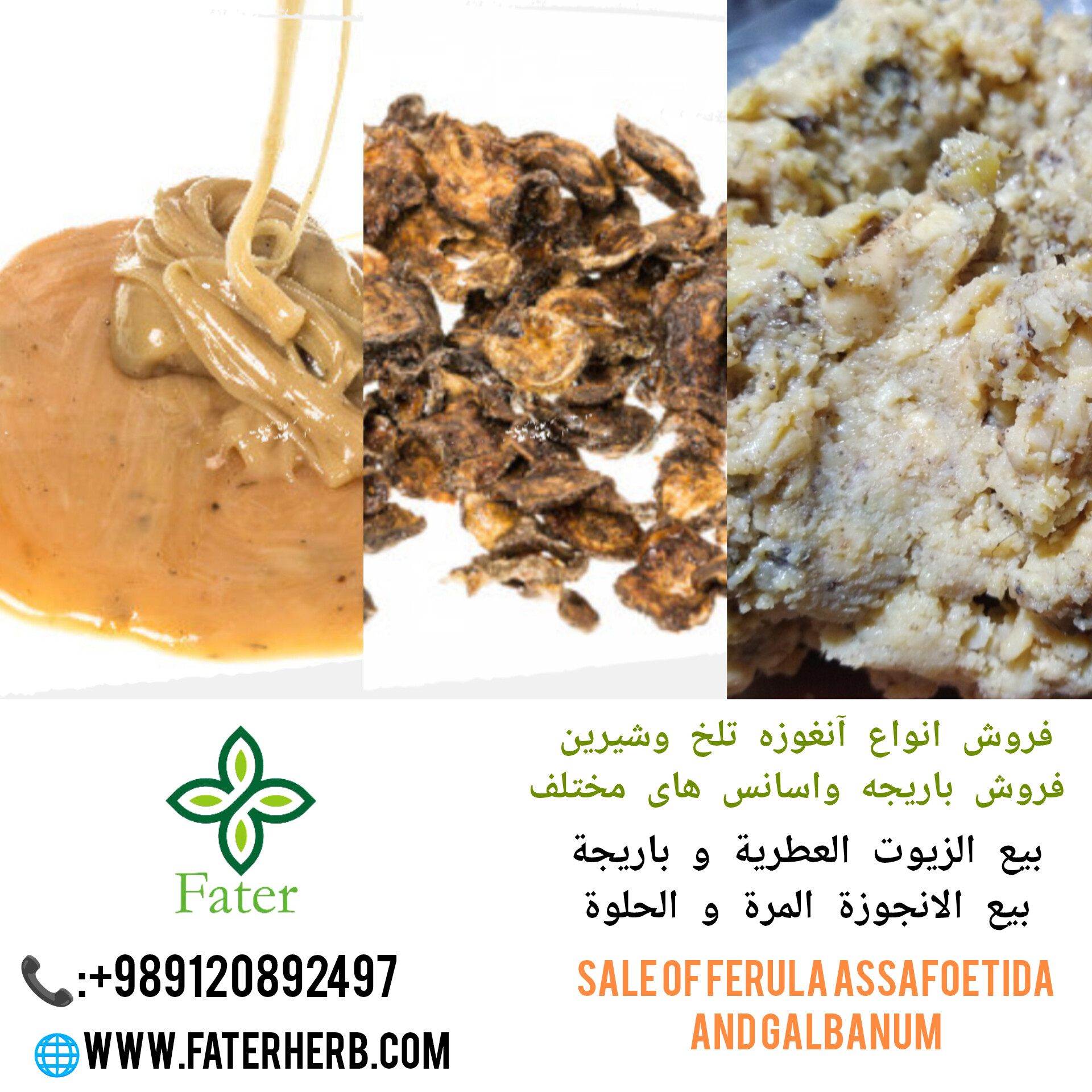 صادرات انواع آنغوزه وباریجه