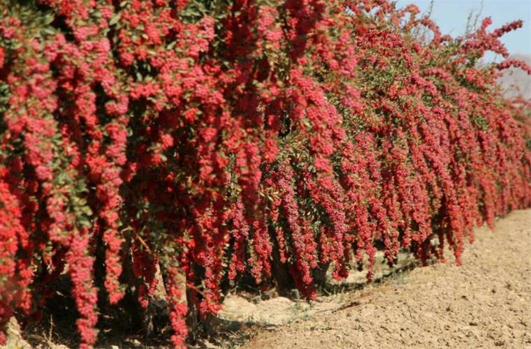 نگین سرخ خراسان 