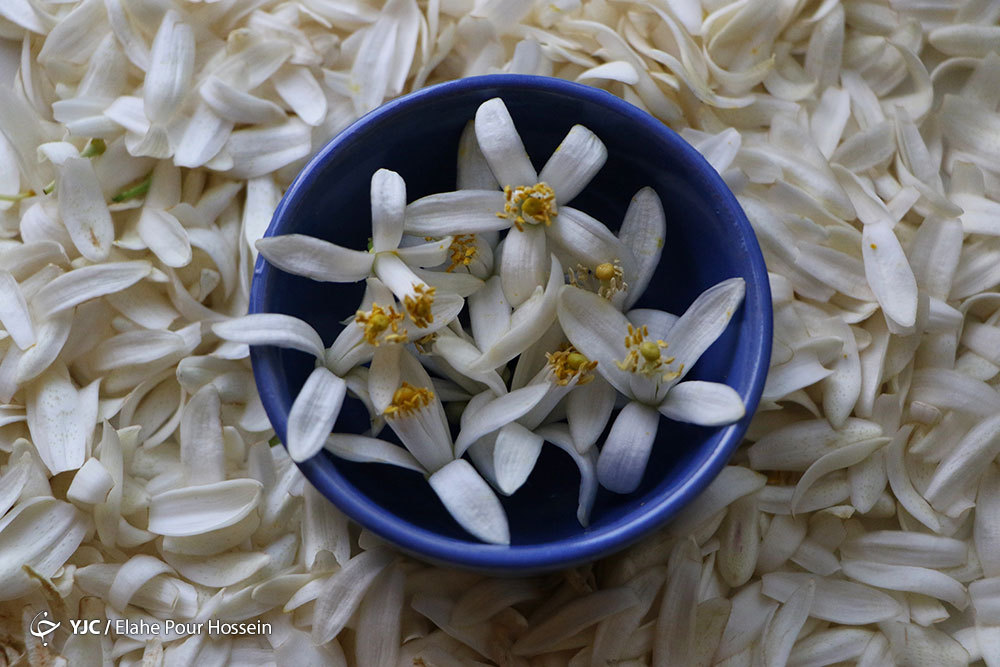 فروش گیاهان دارویی 