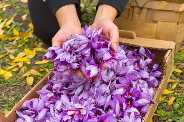 فروش عمده زعفران وسوغاتی ایرانی