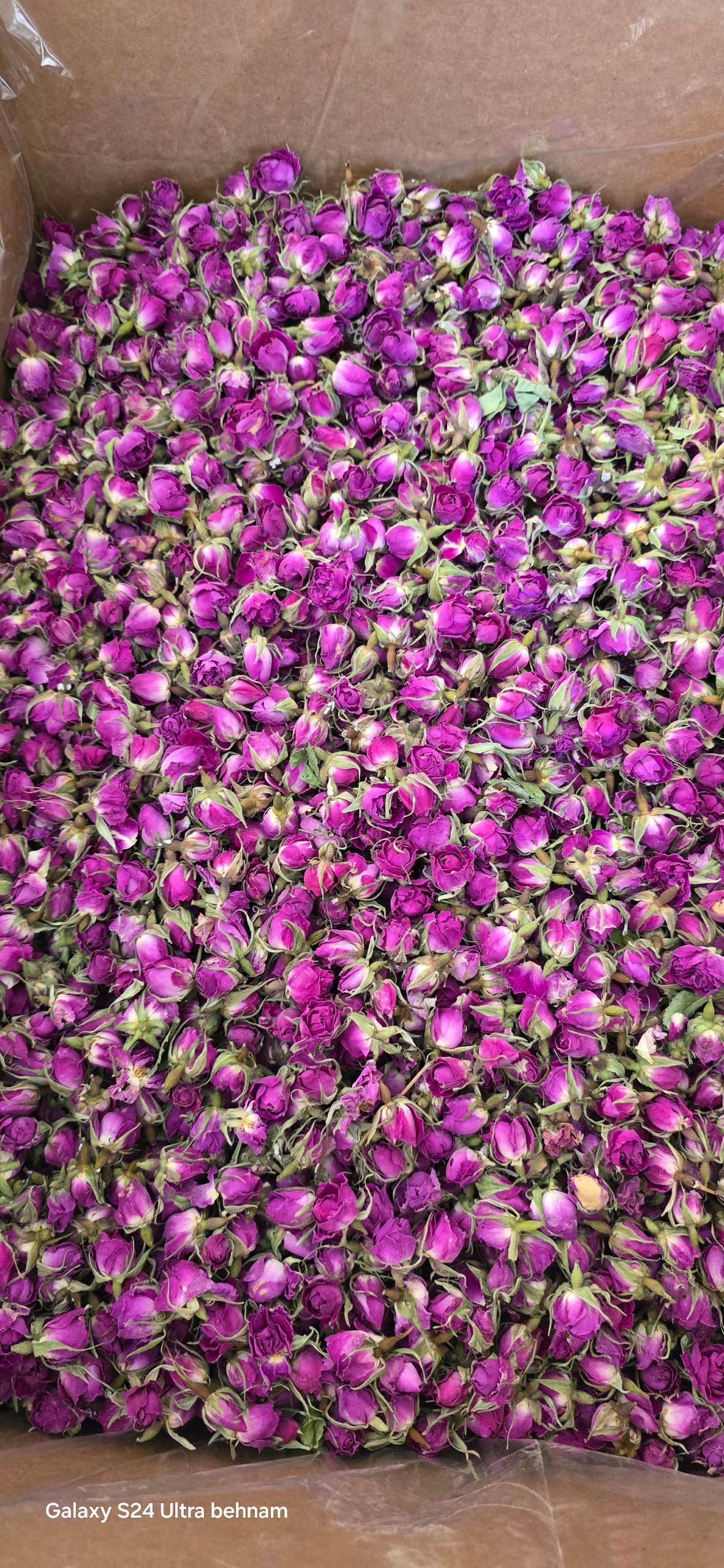 غنچه گل محمدی 