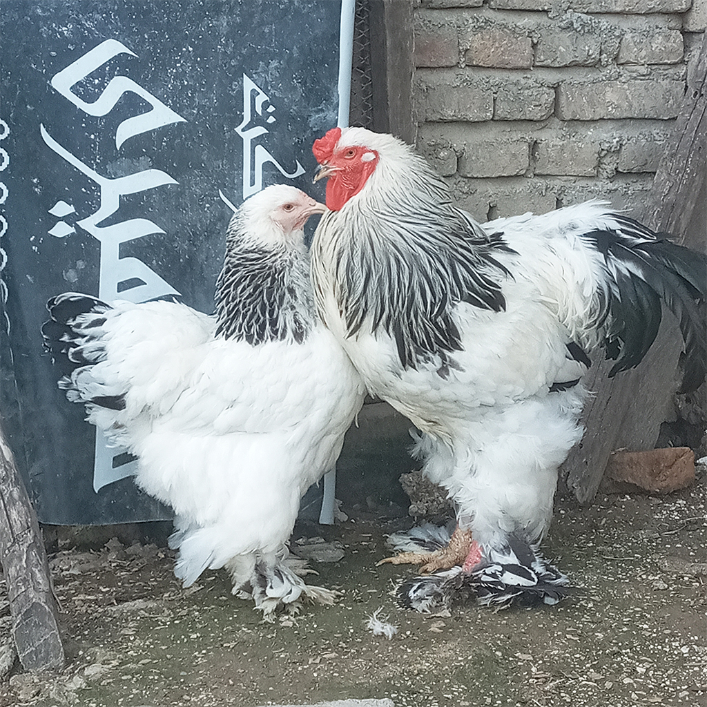 مرغ و خروس برهما کلمبین لایت