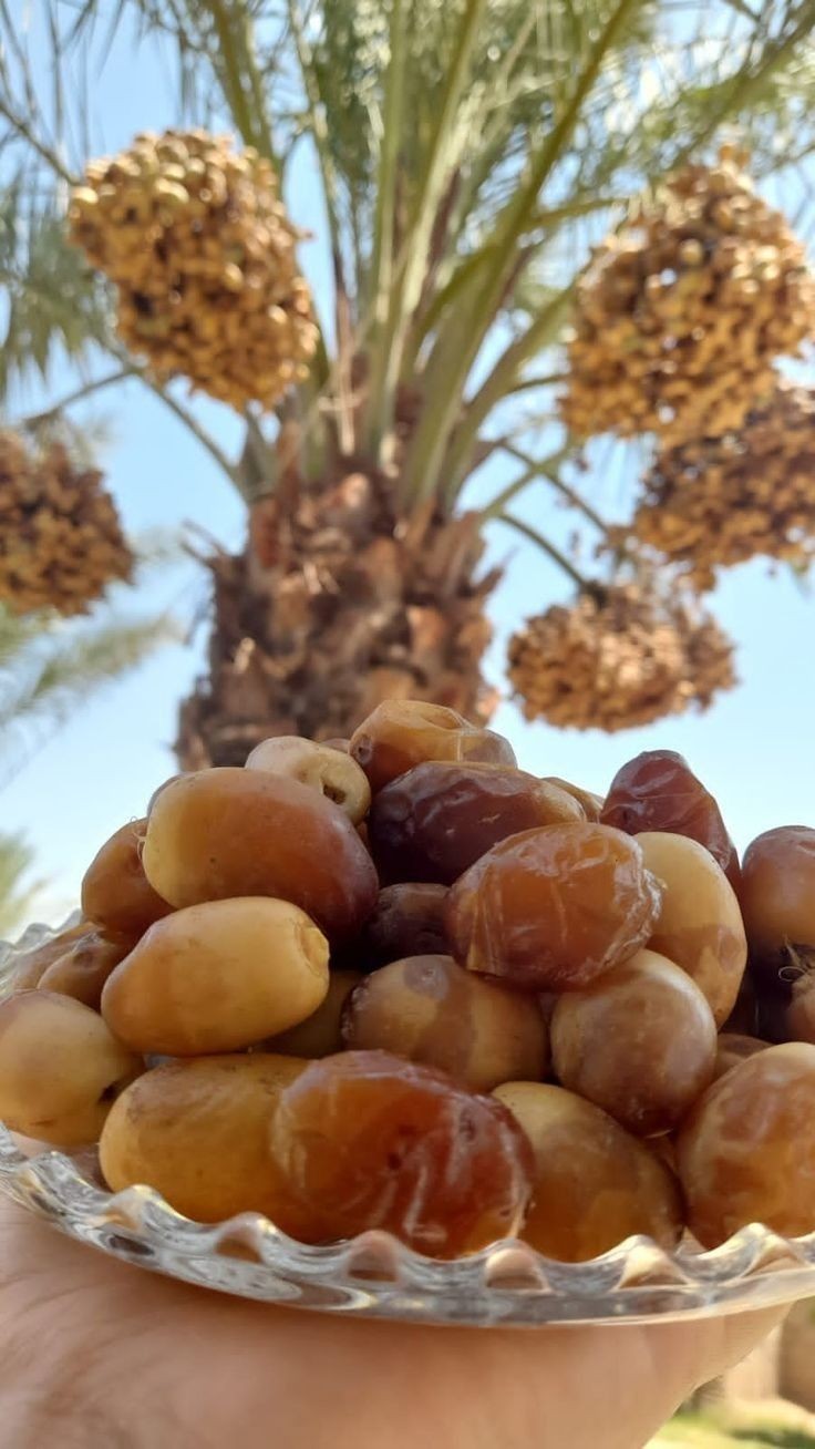 خرمای هلیله