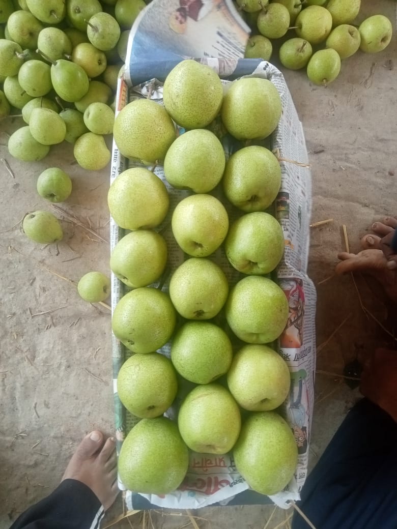 مواد غذایی و لبنیات 