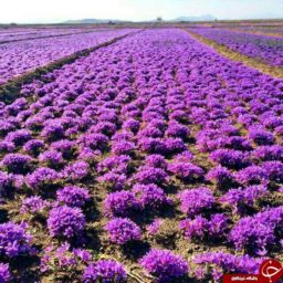 زعفران 