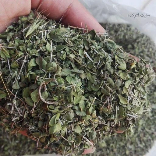 فروش گیاهان دارویی بابونه گل گاو زبان